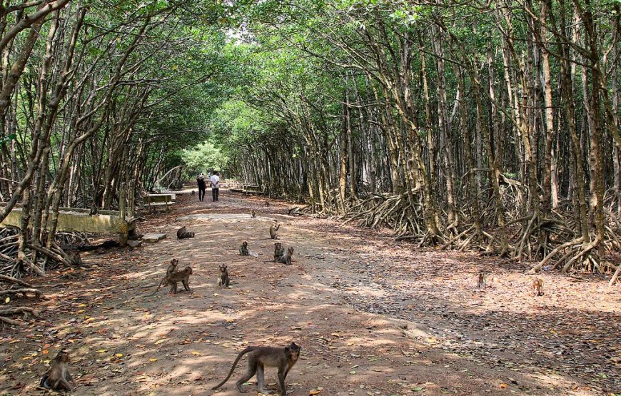 TOUR 1 NGÀY CẦN GIỜ – THAM QUAN ĐẢO KHỈ – CANO RỪNG SÁC – CHỢ HÀNG DƯƠNG