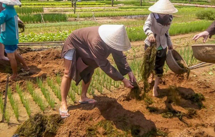 THAM QUAN VƯỜN RAU TRÀ QUẾ (NỬA NGÀY)