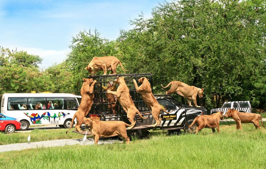 Tour hè Quy Nhơn – Bình Định, Tour 3 ngày 2 đêm khởi hành từ Sài Gòn