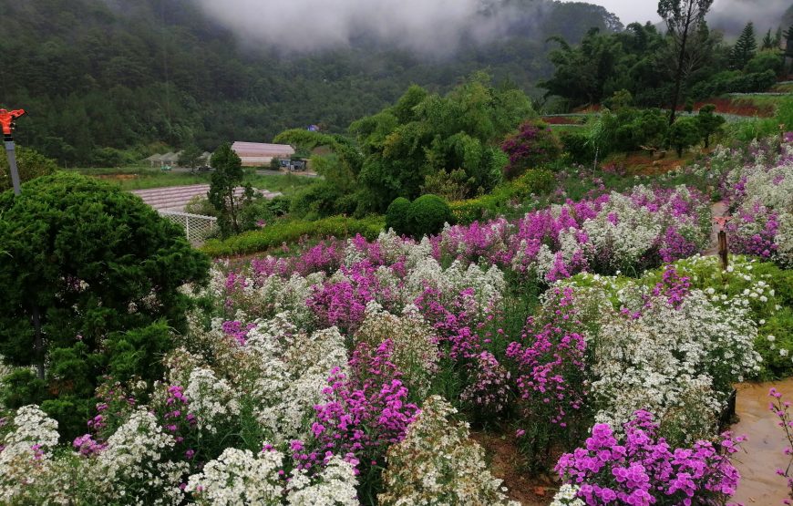 TOUR 2 NGÀY 2 ĐÊM: KHÁM PHÁ ĐÀ LẠT MỘNG MƠ