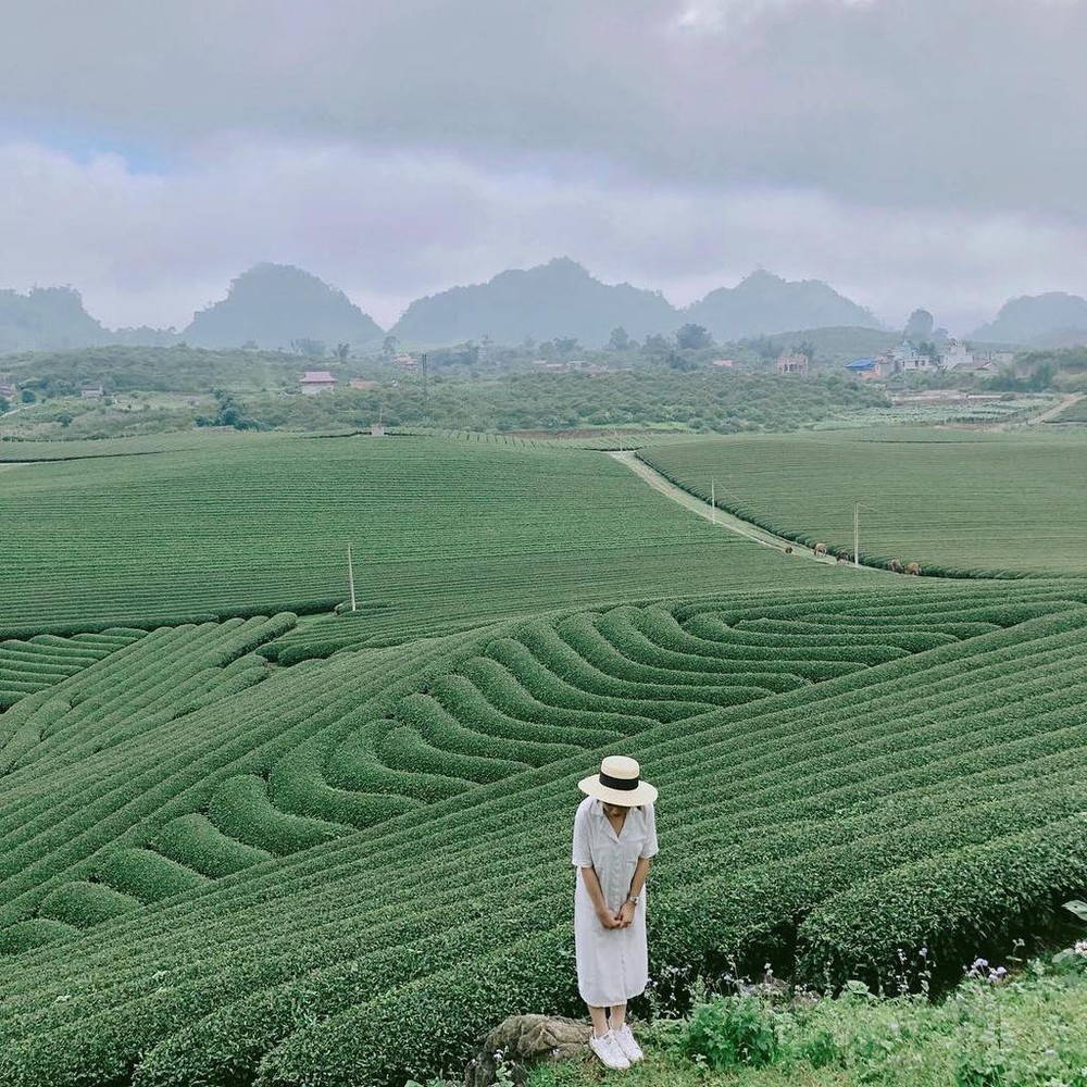 NGÀY 2: TP. ĐÀ LẠT - NÔNG TRẠI CÚN BUPPY FARM – LINH ẨN TỰ - ĐỒI CHÈ LONG ĐỈNH - TP. HCM.